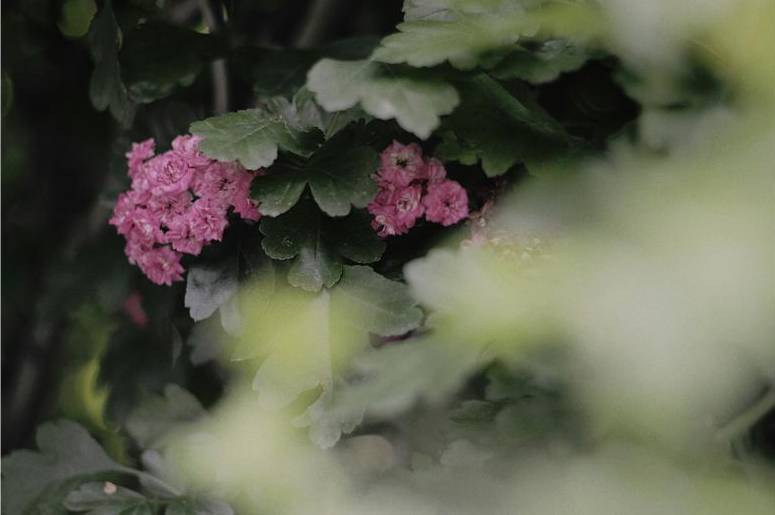 Strauß: Luxusrosen